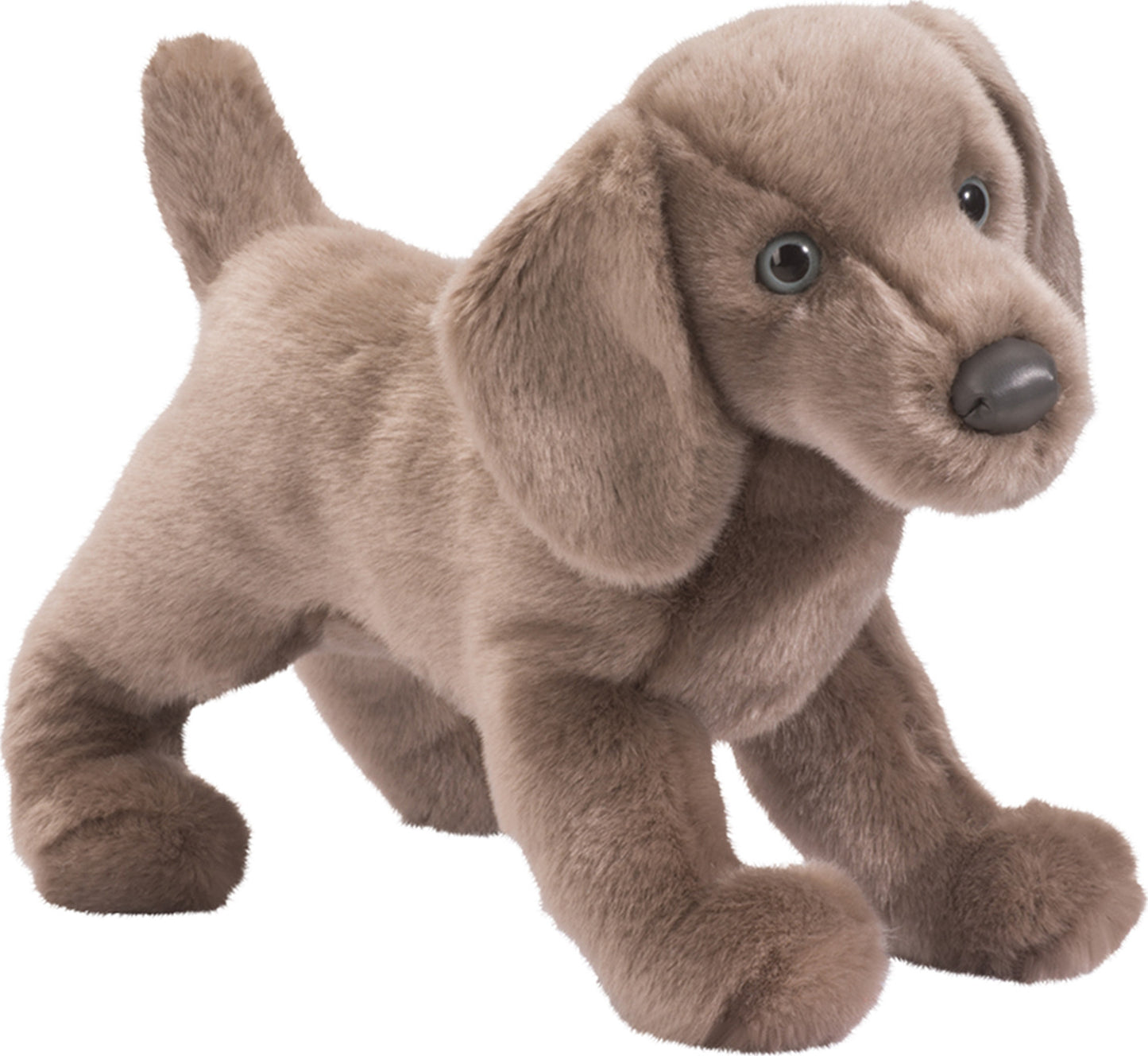 Cassie Weimaraner