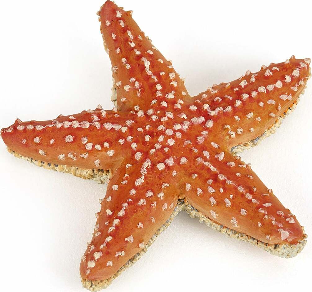 Papo France Starfish