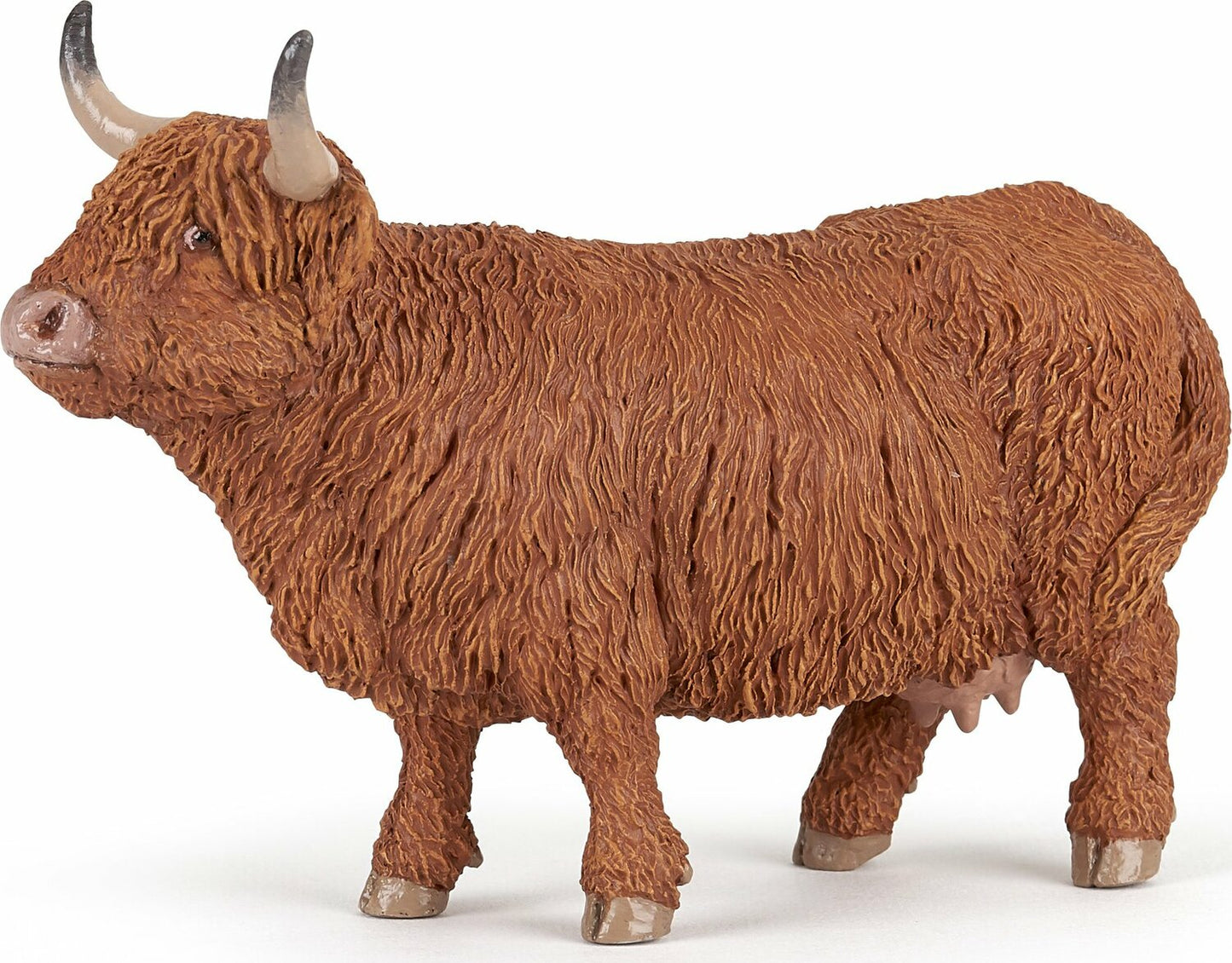 Highland Cow