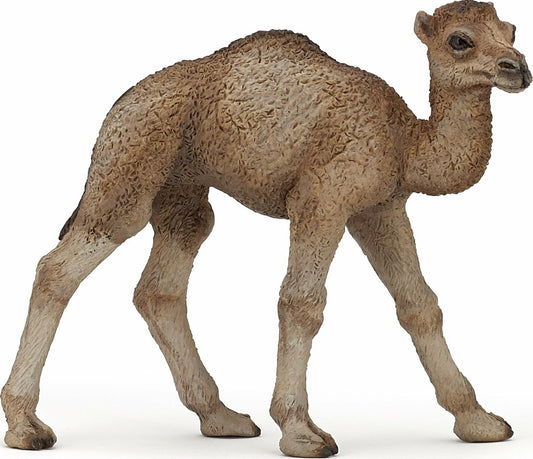 Dromedary Calf