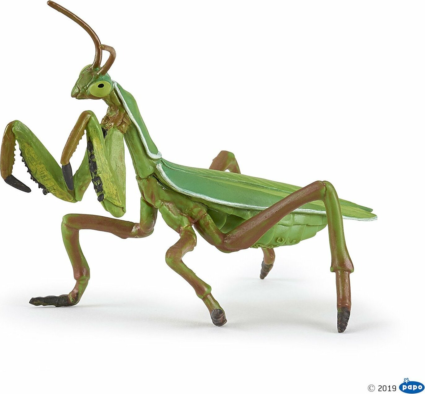 Praying Mantis