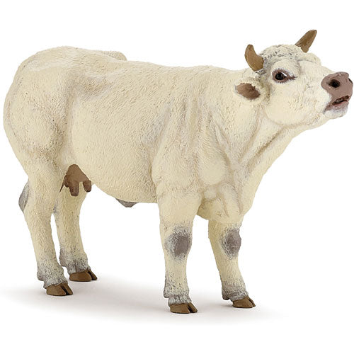 Charolais Cow Mooing