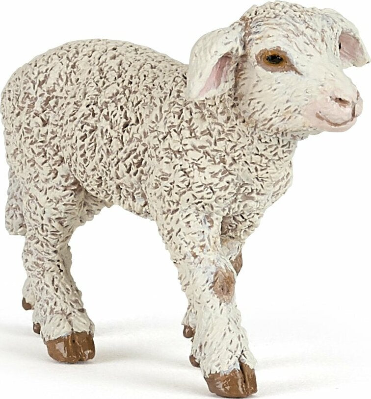 Merino Lamb
