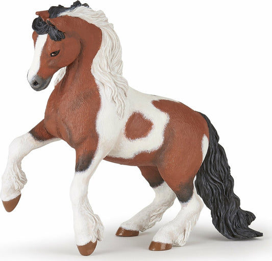 Irish Cob