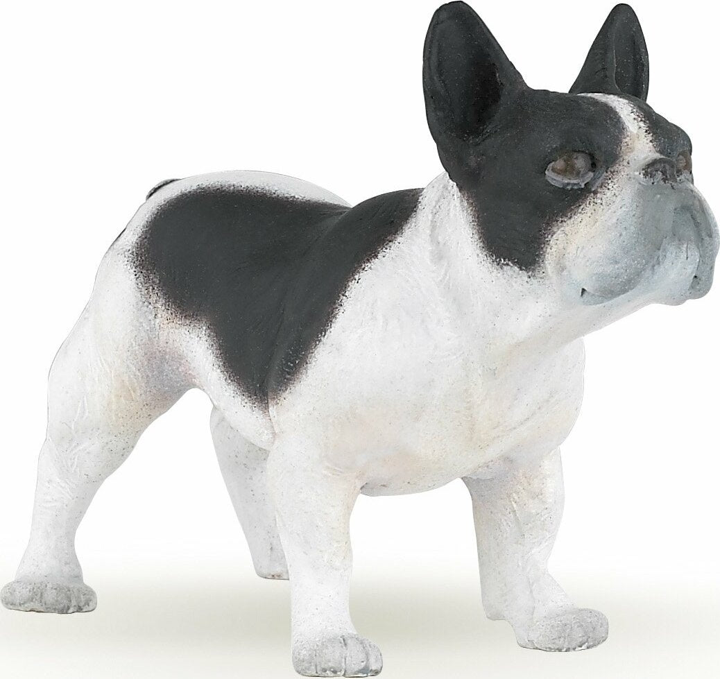French Black And White Bulldog