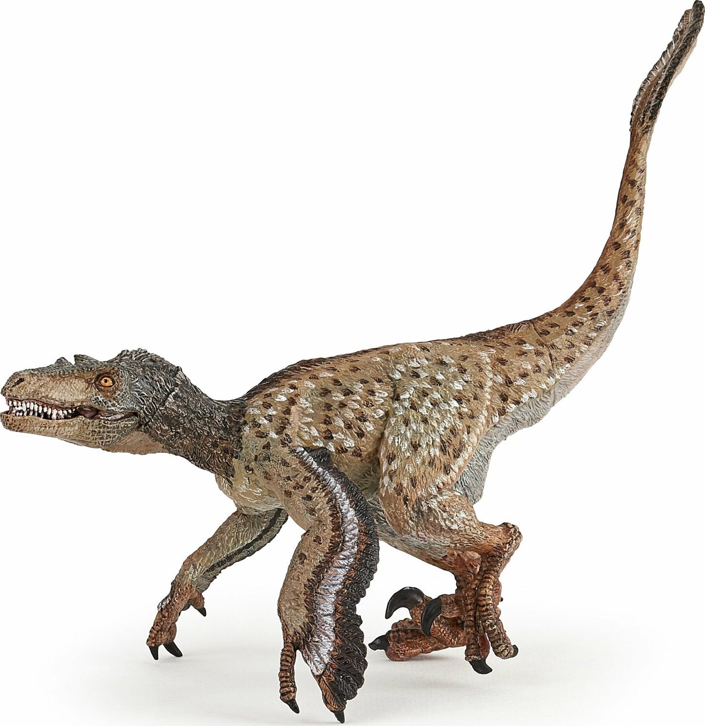 Feathered Velociraptor