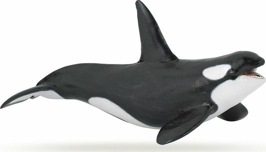 Killer Whale
