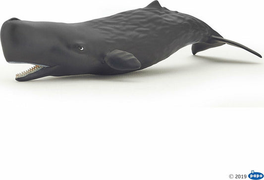 Sperm Whale Calf