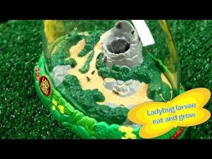Ladybug Land with Voucher