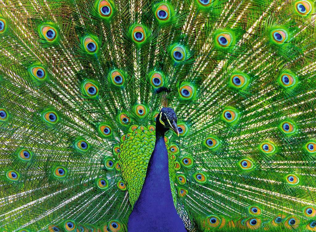 Peacock Puzzle (500 pc)