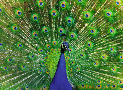 Peacock Puzzle (500 pc)