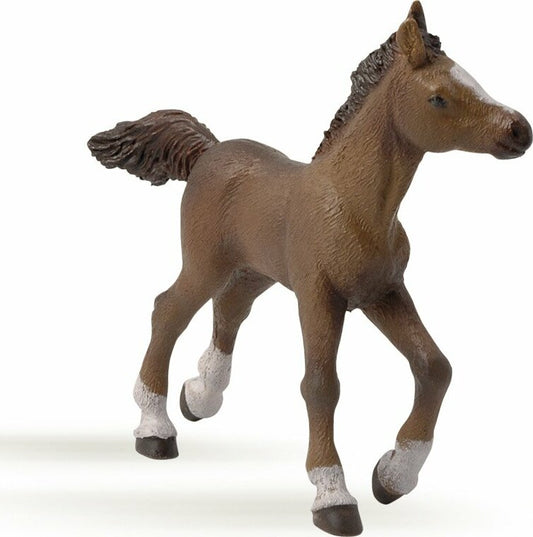 Anglo-arab Foal