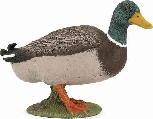 Mallard Duck