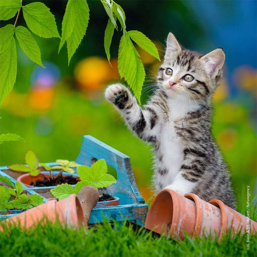 Cuddly Kittens (3 x 49 pc Puzzle)